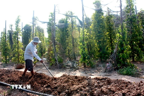 Mưa trên diện rộng cứu sống hàng vạn ha cây trồng ở Đắk Lắk 