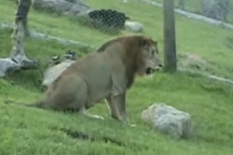 [Video] Niềm hạnh phúc tột cùng của sư tử khi tự do sau 13 năm