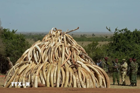  Nhân viên an ninh Kenya gác bên số ngà voi chuẩn bị tiêu hủy tại Công viên Quốc gia Nairobi. (Ảnh: AFP/TTXVN)