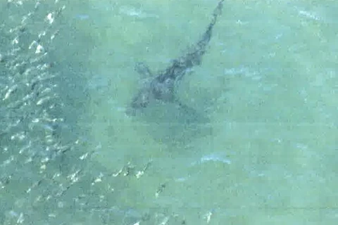 Một trong hai con cá mập xuất hiện ngoài khơi Ibaraki. (Ảnh: Kyodo)