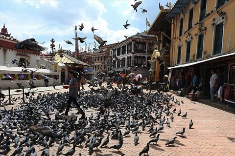 Hàng ngàn con chim bồ câu đậu kín lối đi trên các đường phố. (Nguồn: Báo ảnh Việt Nam)