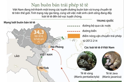 [Infographics] Mạng lưới buôn bán tê tê trái phép ở Việt Nam