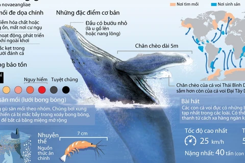 [Infographics] Cá voi lưng gù đối mặt với nguy cơ tuyệt chủng