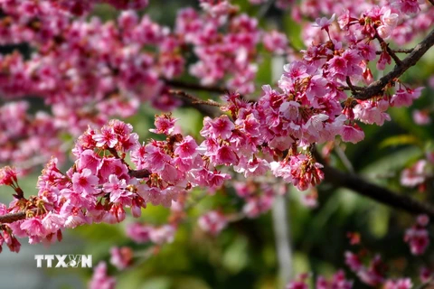 Năm 2006, hoa anh đào Higan Sakura (Nhật Bản) được trồng tại đảo hoa giữa lòng hồ Pá Khoang, Điện Biên. (Ảnh: Xuân Tư/TTXVN)