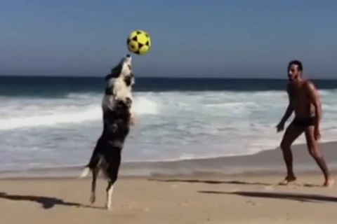 [Video] Thậm chí chó cũng biết chơi bóng như người ở Brazil