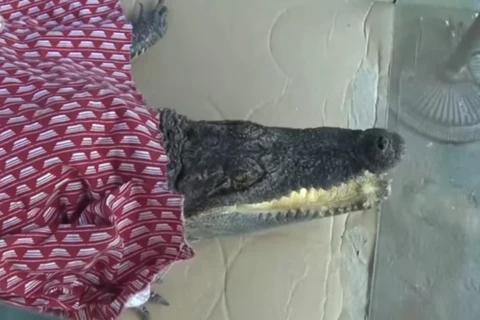 Vườn thú Trung Quốc đắp chăn cho cá sấu trong cái rét kỷ lục