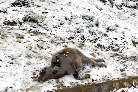 Bê chết tại Sa Pa vì tuyết rơi dày. (Nguồn: TTXVN)