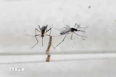 Muỗi Aedes Aegypti, vật trung gian lây truyền virus Zika. (Ảnh: AFP/TTXVN)