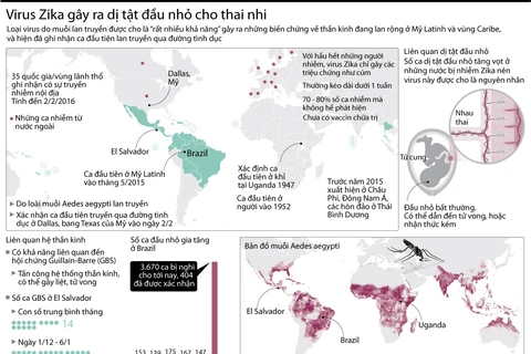 [Infographics] Những điều cần biết về virus Zika gây teo não 