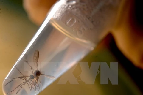 Loài muỗi Aedes, vật trung gian truyền virus Zika. (Nguồn: AFP/TTXVN)