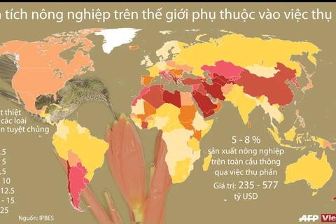 [Infographics] Tầm quan trọng của việc thụ phấn với nông nghiệp