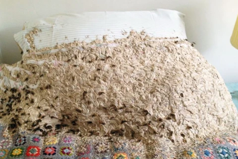 Kinh hãi trước cảnh 5.000 con ong bắp cày làm tổ trên giường