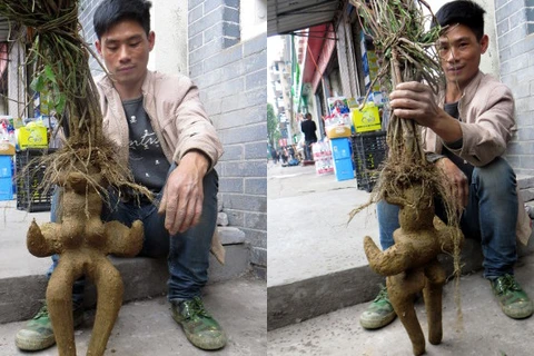 Rễ cây hình cô gái khỏa thân được bán ở Trung Quốc. (Nguồn: shanghaiist.com)