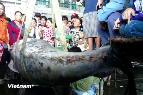 Cá ngừ nặng 307kg mà ngư dân Khánh Hòa câu được. (Ảnh: Nguyên Lý/Vietnam+)