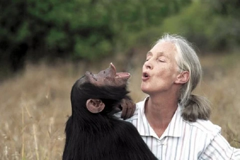 Nhà linh trưởng học người Anh nổi tiếng thế giới, Jane Goodall tại vườn thú Cincinnati. (Nguồn: ibtimes.co.uk)