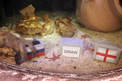Bạch tuộc Otto chọn Nga thắng Anh. (Nguồn: manchestereveningnews)