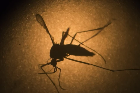 Lây nhiễm virus Zika, truyền qua muỗi Aedes aegypti. (Nguồn: usatoday.com)