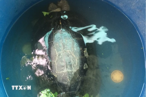 Cá thể rùa được nuôi tạm thời trong chậu nước ở nhà anh Lực. (Ảnh: Huỳnh Sử/TTXVN)