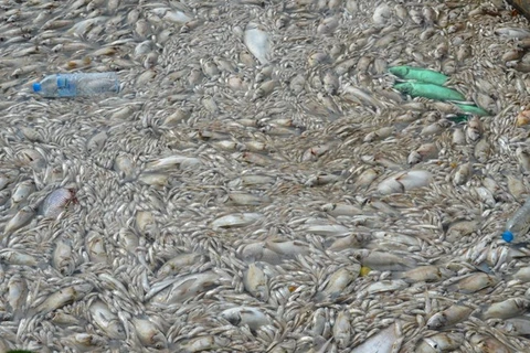 Cá chết nổi dày đặc ở Hồ Tây. (Ảnh: Mai Linh/TTXVN)