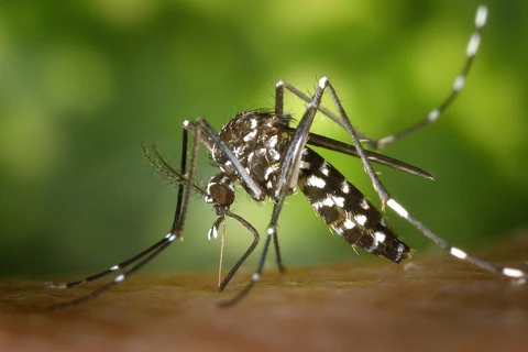 Virus Zika lây truyền qua muỗi Aedes aegypti. (Nguồn: AP)