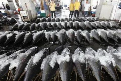 Thuế nhập khẩu cá ngừ giảm. (Nguồn: Article image)
