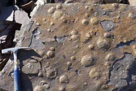 Mãu khảo cổ học được phát hiện ở Olavarría. (Nguồn: elmarplatense)