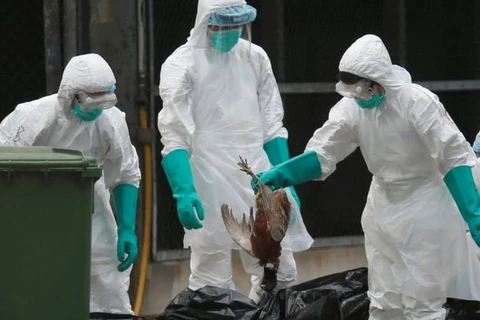 Nhân viên y tế tiêu hủy gia cầm nhiễm virus H7N9. (Nguồn: Fox News)