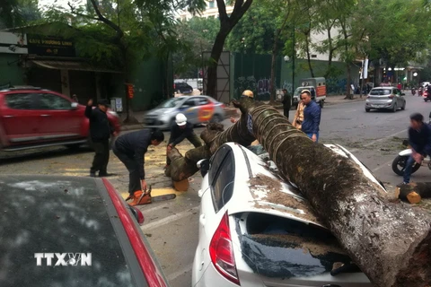 Cận cảnh cây cổ thụ bất ngờ đè bẹp ôtô trên đường tại Hà Nội