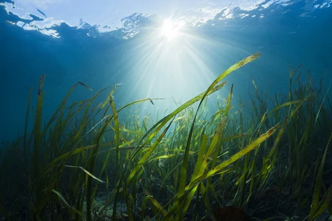 Cỏ biển có thể giúp giảm tới 50% số lượng vi khuẩn nguy hại tới con người và sinh vật biển. (Nguồn: Getty Images)