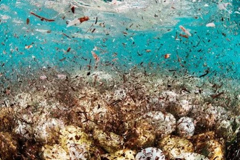 Nhiều hạt nhựa nhỏ cũng khiến môi trường biển bị ô nhiễm. (Nguồn: AFP)