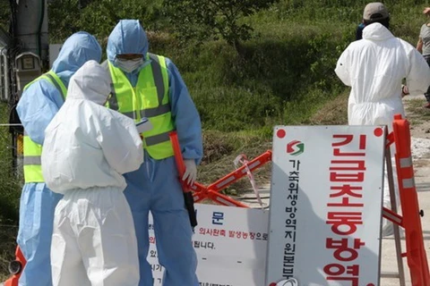 Nhân viên y tế kiểm dịch một trại gà ở Gunsan. (Nguồn: Yonhap)
