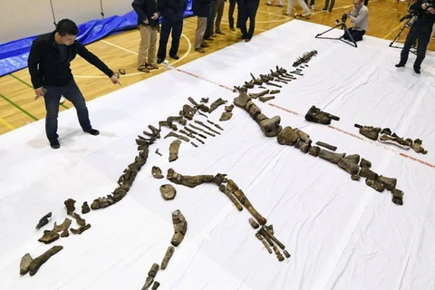 Bộ xương dài 8m, từng sinh sống trên trái đất cách đây khoảng 72 triệu năm. (Nguồn: japantimes.co.jp)
