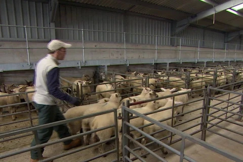 Chăn nuôi gia cầm có thể sẽ gia tăng nhanh chóng về quy mô trước những tác động về Brexit. (Nguồn: CNN Money)