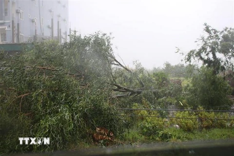 Nhiều cây xanh tại xã Kỳ Trinh, thị xã Kỳ anh bị đổ. (Ảnh: Phan Quân/TTXVN)