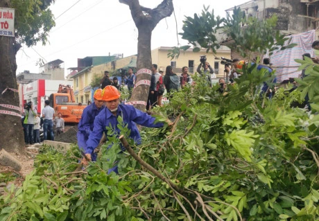 Bắt đầu di chuyển, cắt tỉa 1.289 cây xanh trên phố Phạm Văn Đồng