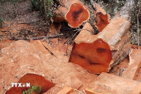 Hiện trường vụ phá rừng tại tiểu khu 408 Vườn quốc gia Yok Đôn. (Ảnh: Phạm Cường/TTXVN)