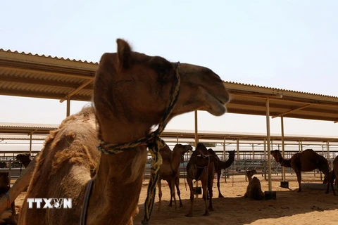 Lạc đà tại trang trại sản xuất sữa lạc đà ở Dubai, UAE. (Nguồn: AFP/TTXVN)