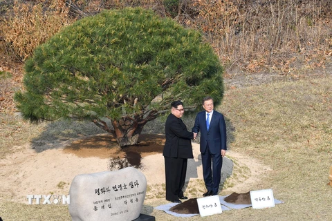 Tổng thống Hàn Quốc Moon Jae-in và nhà lãnh đạo Triều Tiên Kim Jong-un chụp ảnh lưu niệm sau khi trồng cây. (Nguồn: Yonhap/TTXVN)