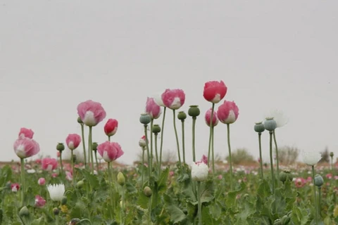 Cây thuốc phiện được trồng ở Afghanistan. (Nguồn: news.un.org)