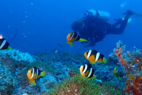 Đại dương Maldives mê hoặc du khách với vẻ đẹp thuần khiết