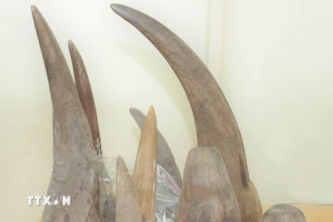 Hải quan phát hiện vụ vận chuyển sừng động vật hoang dã nghi là tê giác qua cửa khẩu sân bay quốc tế Nội Bài (Hà Nội). (Ảnh: TTXVN)