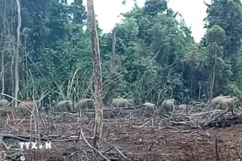 Đàn voi rừng thường xuyên xuất hiện tại khu vực ấp 5, xã Thanh Sơn, huyện Định Quán. (Ảnh: TTXVN phát)