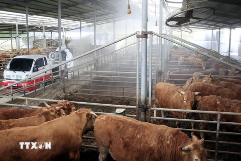 Khử trùng trang trại nuôi gia súc nhằm đề phòng dịch lở mồm long móng. (Ảnh: Yonhap/TTXVN)
