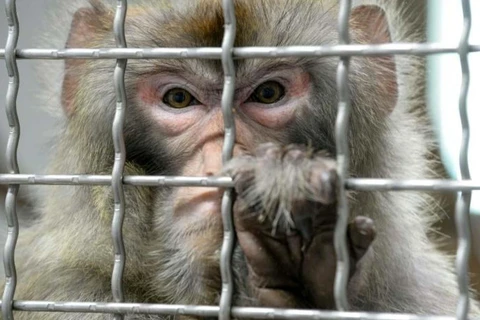 Tranh luận về đạo đức y học bằng hành động cấy ghép gene não người vào khỉ. (Nguồn: Daily Mail)