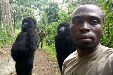Mathieu Shamavu selfie với 2 con khỉ đột. (Nguồn: sky.com)
