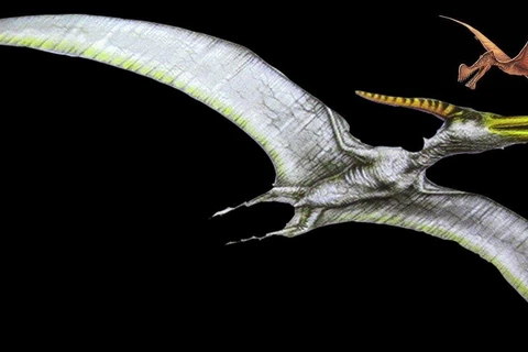 Phát hiện kinh ngạc về sự tiến hóa ở các loài cổ sinh vật biết bay