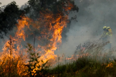 Hiện trường vụ cháy rừng gần Taree, New South Wales, Australia, ngày 11/11. (Ảnh: THX/TTXVN)