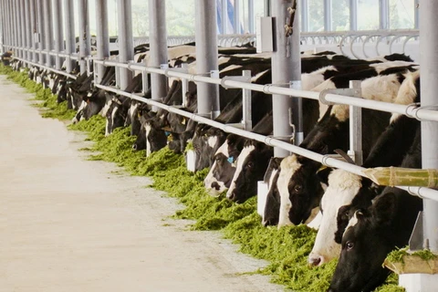 Đến nay, Vinamilk đã có 10 trang trại trải dài khắp Việt Nam có quy mô lớn với toàn bộ bò giống nhập khẩu từ Úc, Mỹ, và New Zealand..