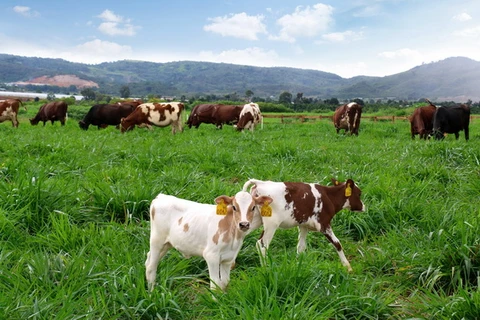 Trang trại bò sữa Organic đầu tiên tại Việt Nam của Vinamilk đã hoàn thành việc đánh giá chuẩn Organic Châu Âu cho đồng cỏ, trang trại bò sữa. 