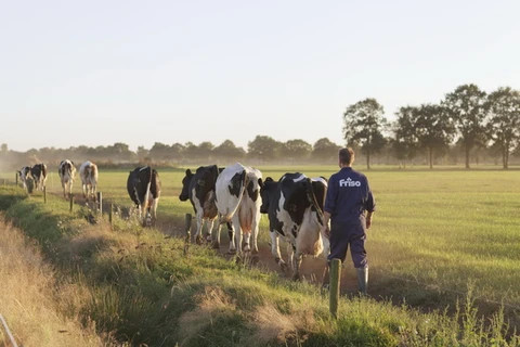 Đàn bò của Friso được chăn thả ngoài trời, hít thở không khí trong lành và vận động cơ thể để có thể đảm bảo chất lượng sữa tốt. 